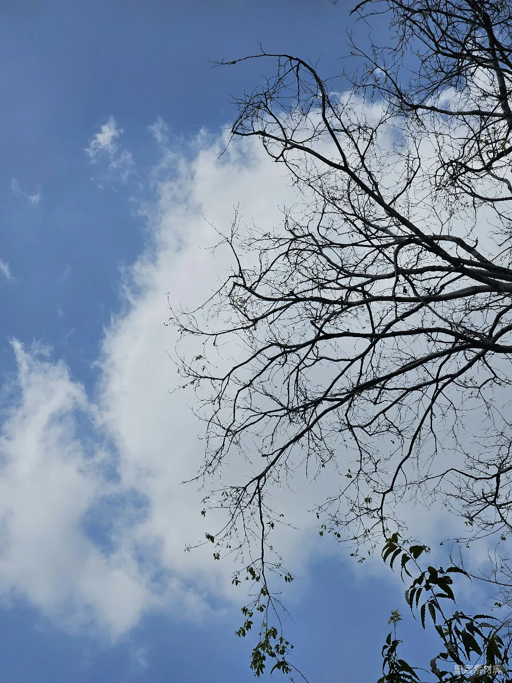 高清摄影 自然 天空 树影 宁静 户外 蓝天下的树影
