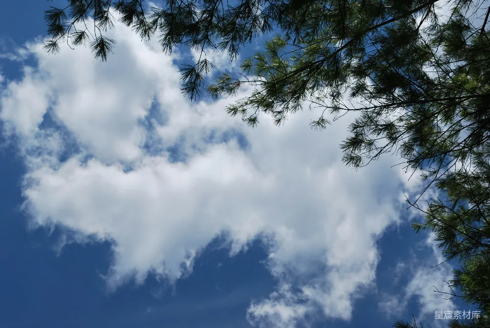 高清摄影 自然 天空 松树 白云 宁静 松树枝与蓝天白云