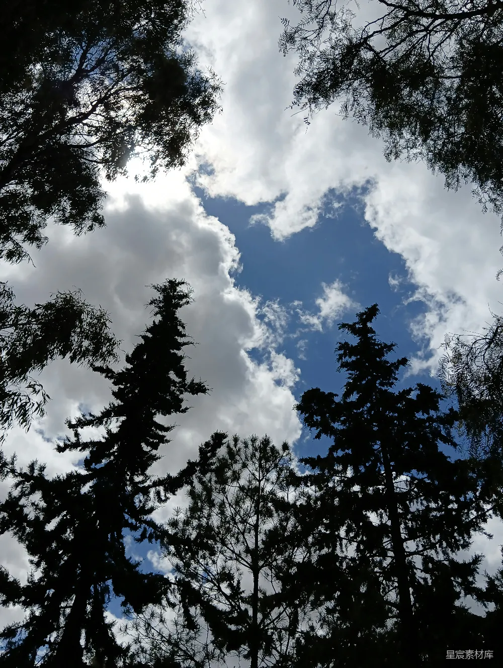 高清摄影 自然 树木 天空 宁静 户外 森林与蓝天