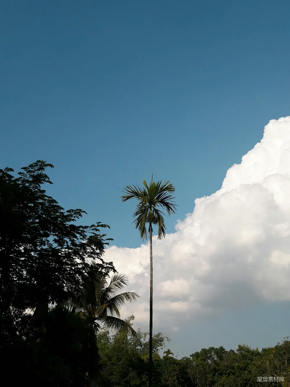 高清摄影 天空 树木 自然 宁静 户外 蓝天下的棕榈树