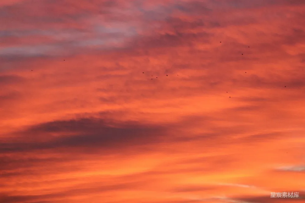 高清摄影 夕阳 鸟群 自然美景 宁静 天空 夕阳下的鸟群
