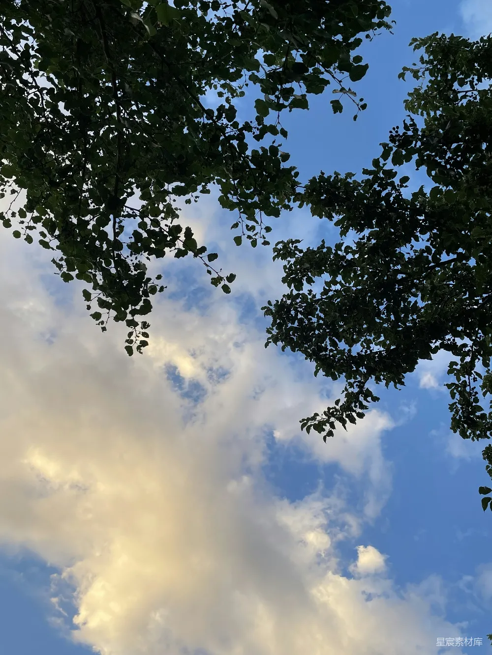 高清摄影 自然风光 宁静 户外 风景 清新 蓝天白云下的树影