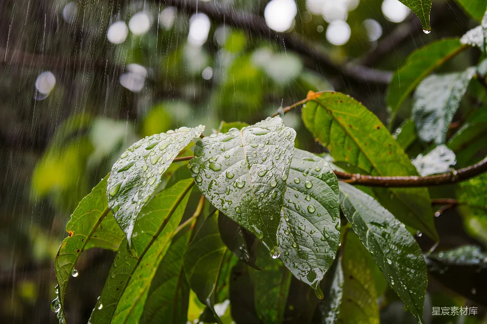 高清摄影 雨滴 绿色 自然 清新 雨景 雨中绿叶的清新之美