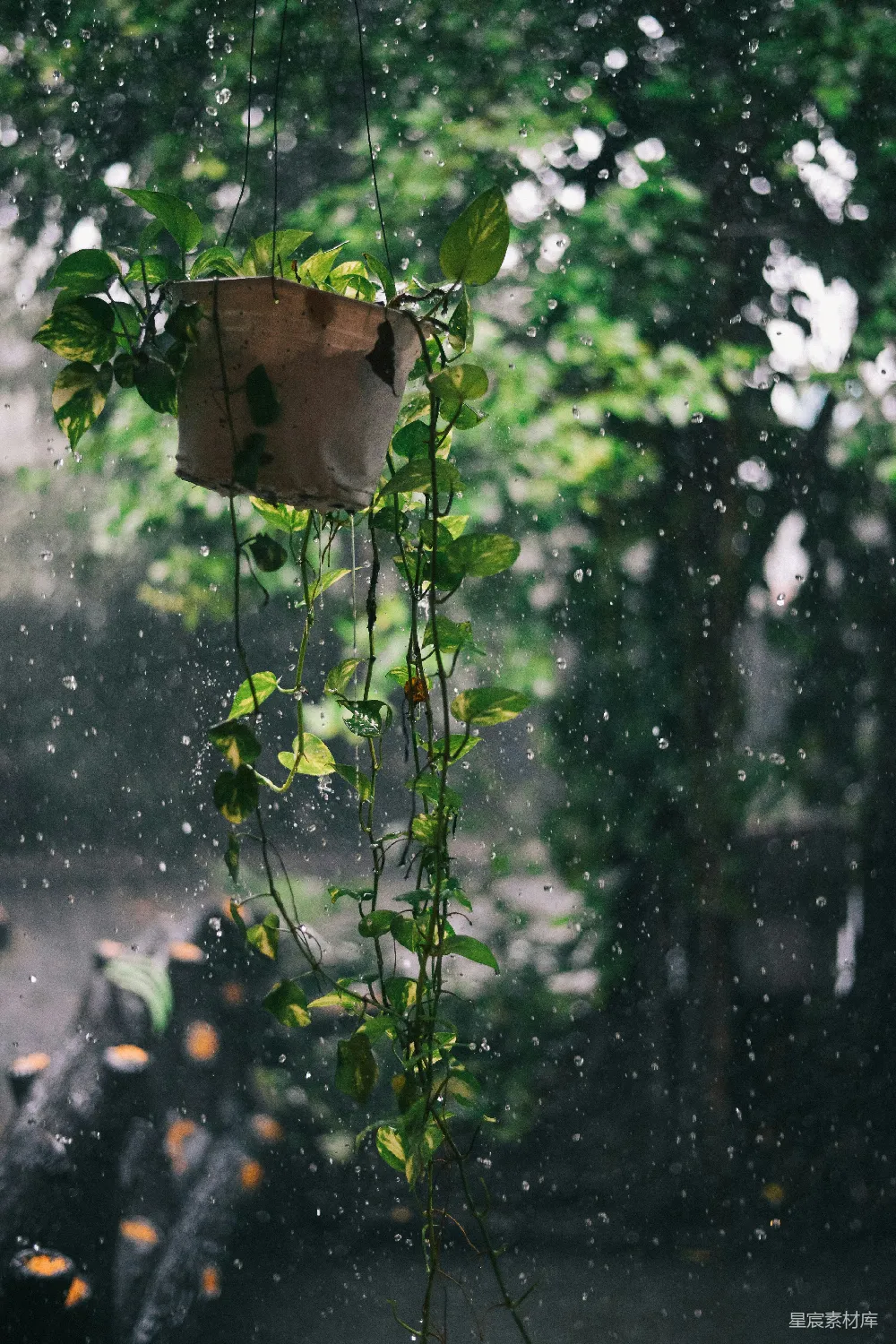 高清摄影 植物 雨景 自然 室内 清新 雨中的吊篮植物