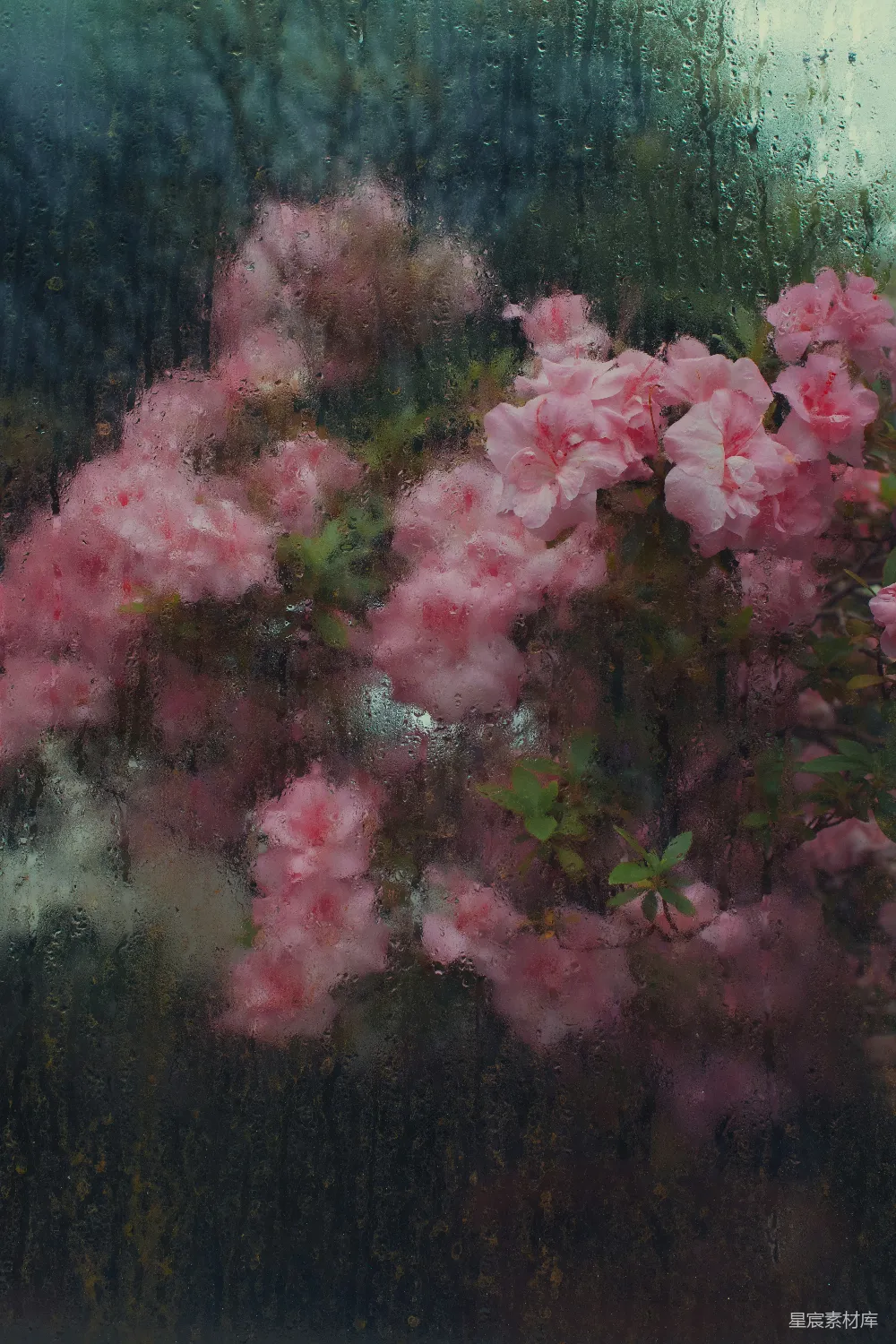 高清摄影 雨滴 花朵 窗户 自然 静谧 雨中花开的宁静