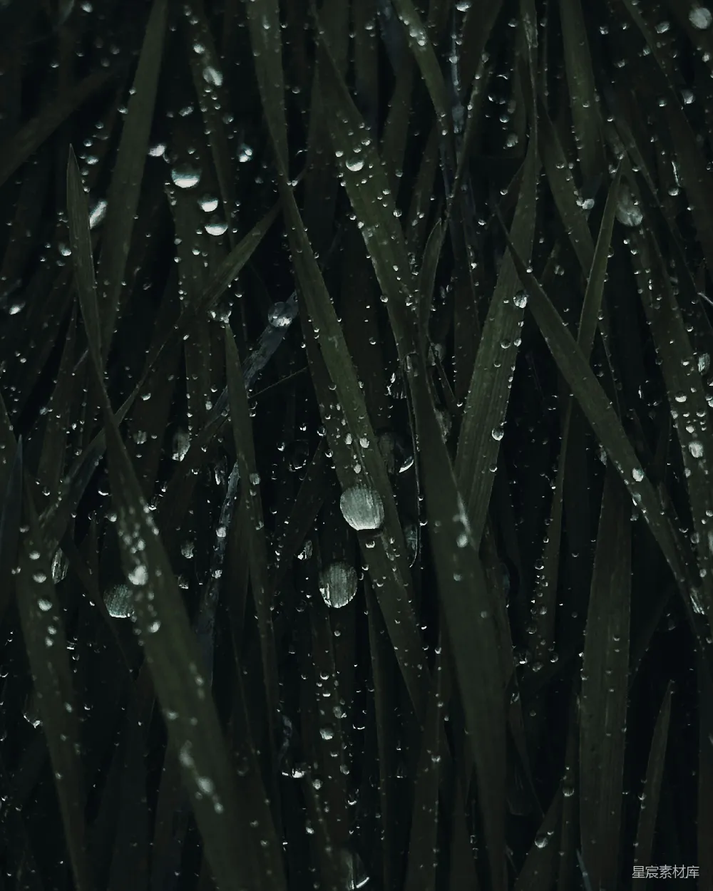 高清摄影 自然 露珠 雨后 绿色 宁静 雨后青草