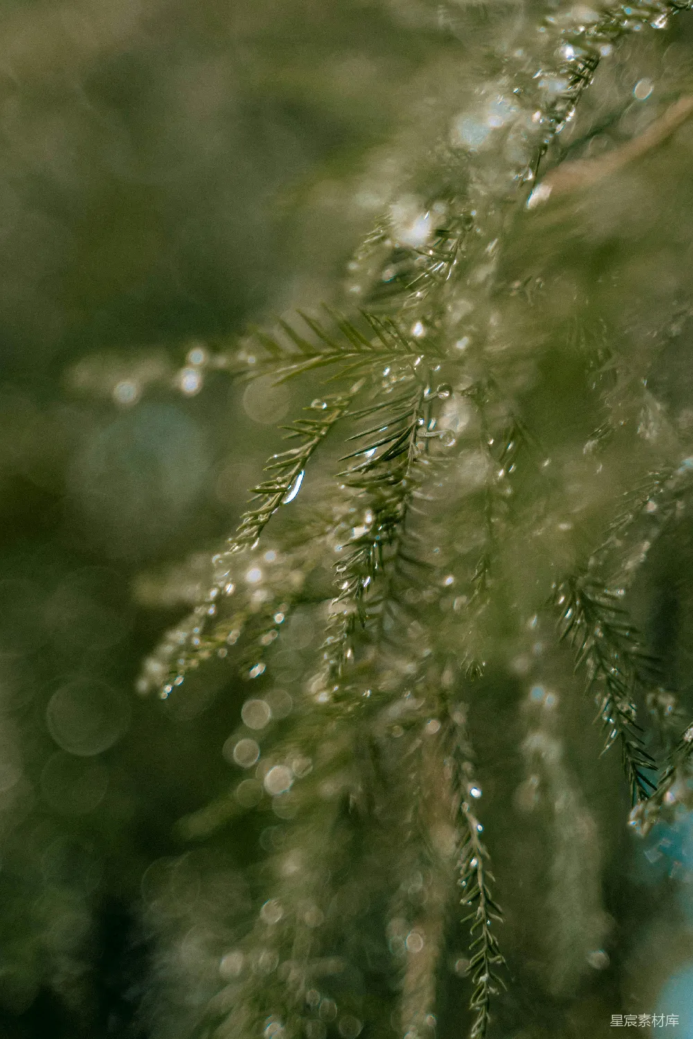 高清摄影 自然 绿色 雨后 松针 晶莹 雨后松枝的晶莹光芒