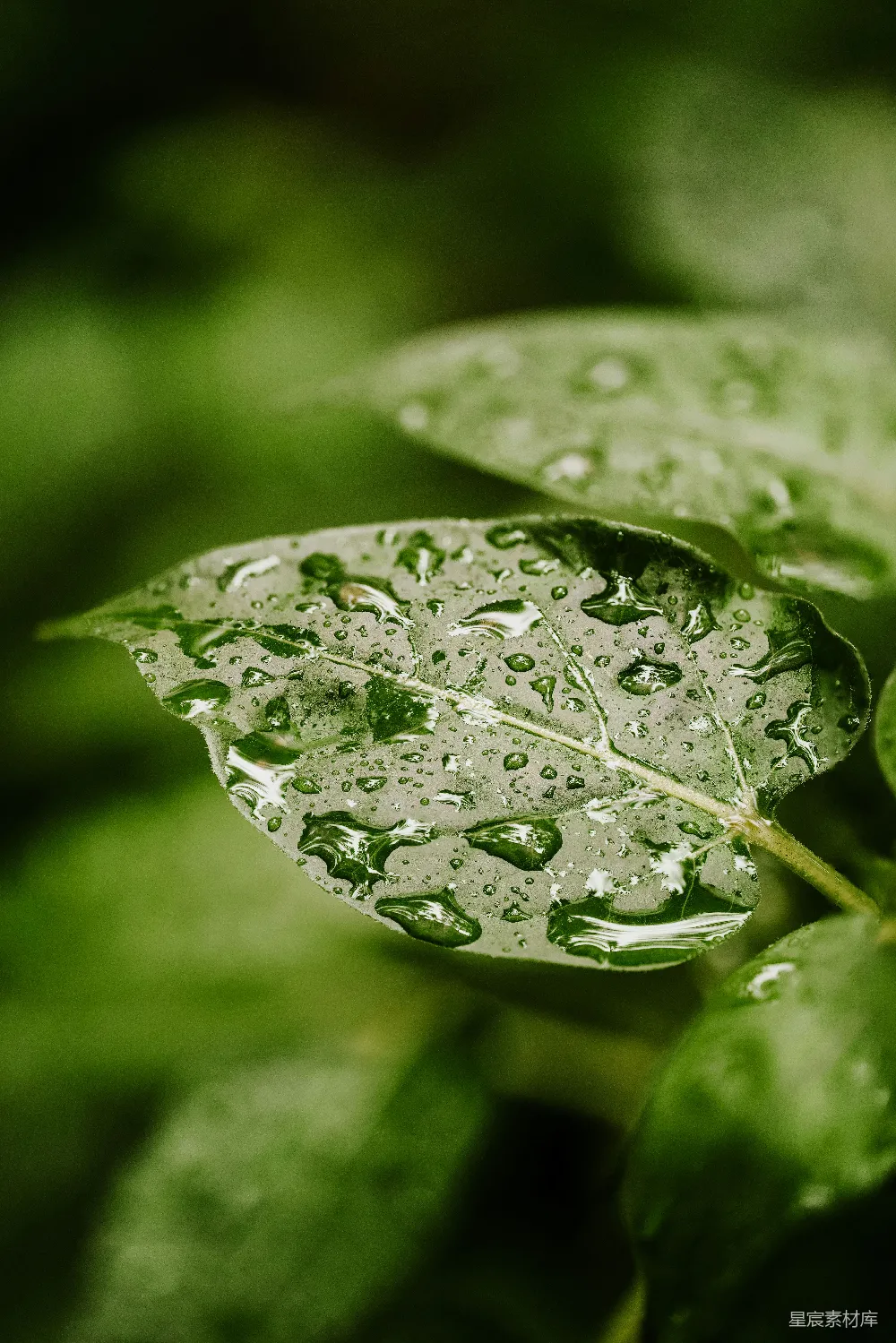 高清摄影 绿色 自然 雨滴 特写 清新 雨后绿叶