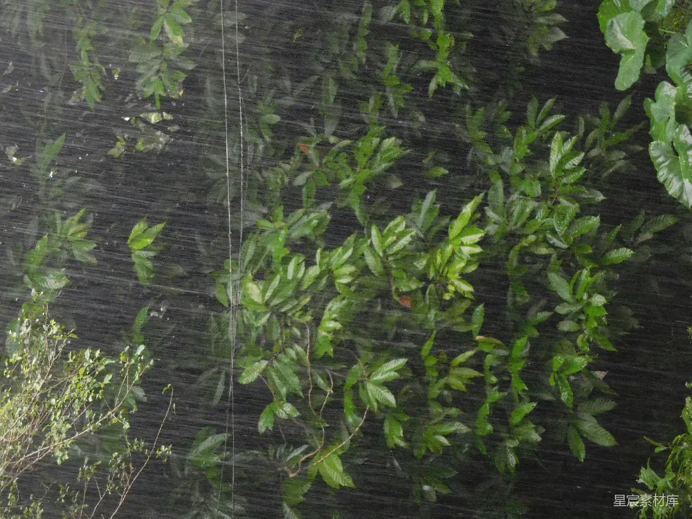 高清摄影 自然 雨景 树叶 雨天 清新 雨中的绿叶