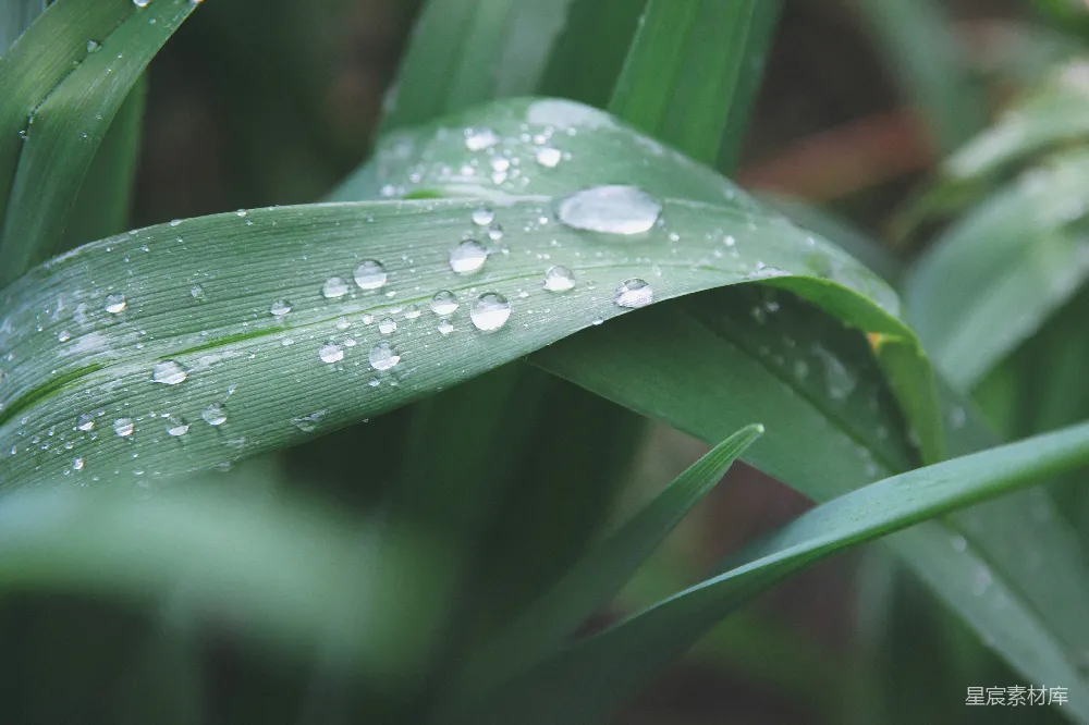 高清摄影 自然 露珠 绿色 清新 微距摄影 雨后绿叶上的露珠