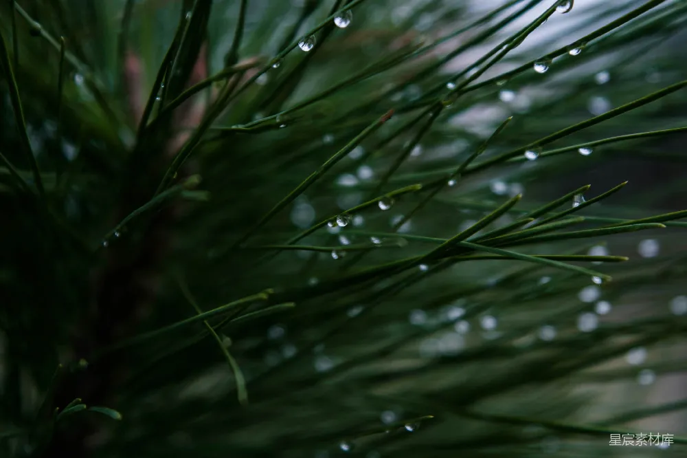 高清摄影 自然 绿色 雨滴 松树 清新 雨后松针