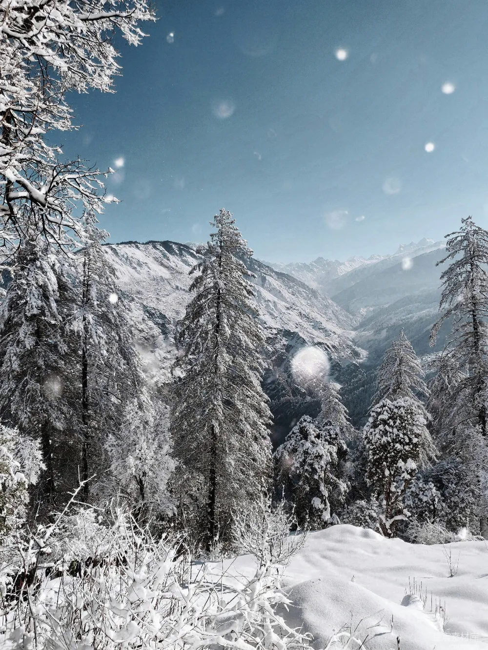 高清摄影 雪山 冬季 自然风光 雪景 松树 雪中的松树林