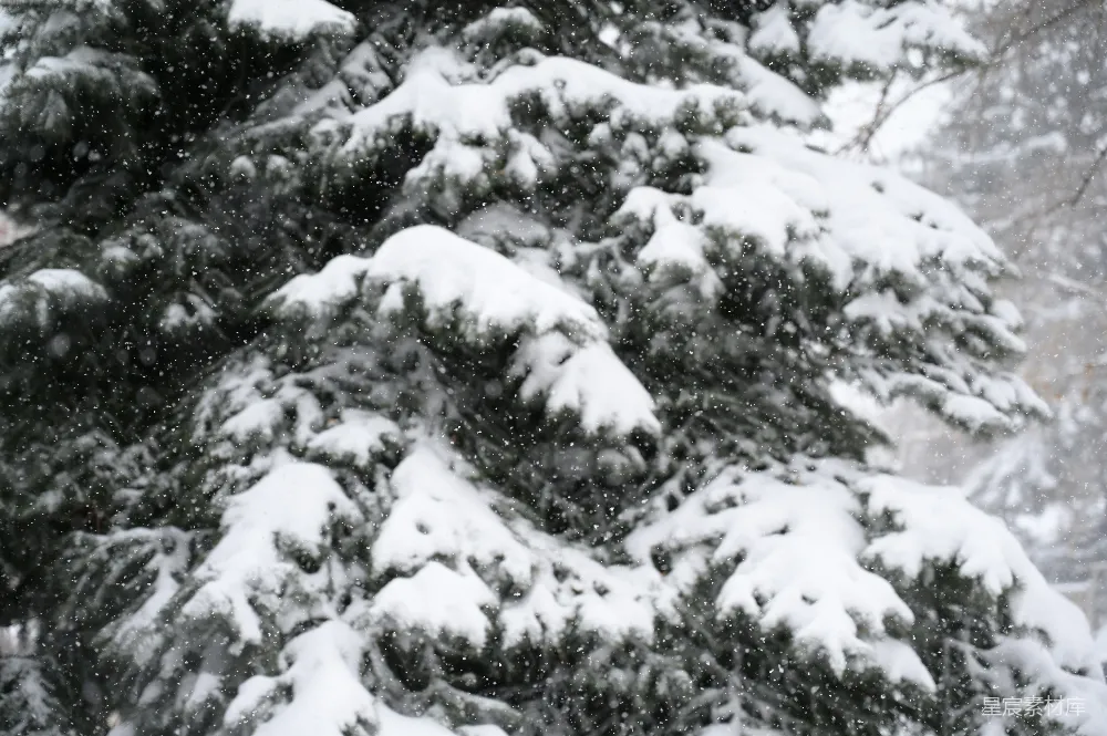 高清摄影 雪景 自然 冬季 户外 宁静 冬日松枝上的雪花