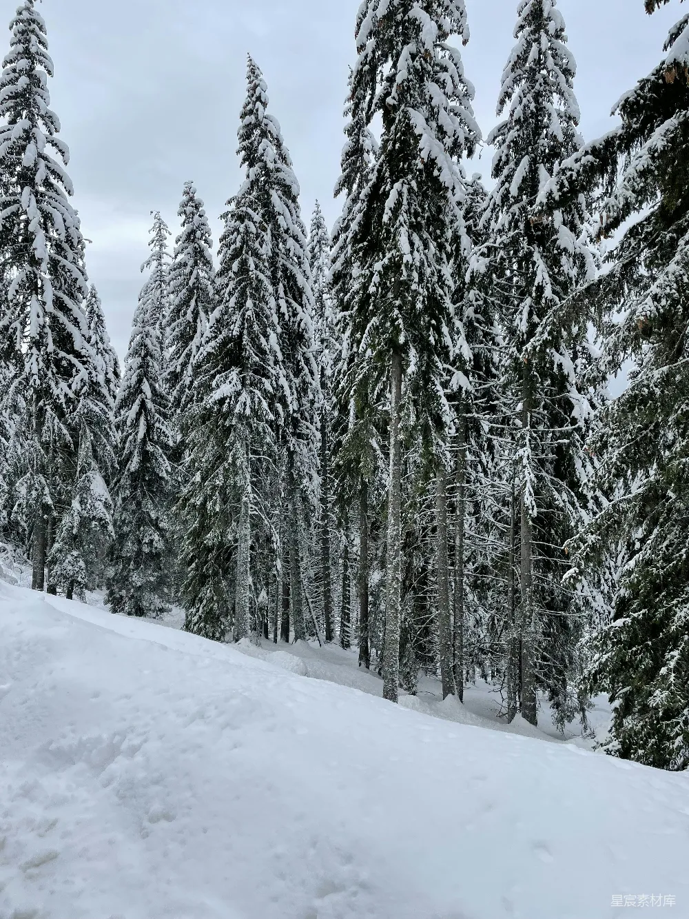 高清摄影 雪景 冬季 自然风光 森林 户外 雪覆盖的松树林