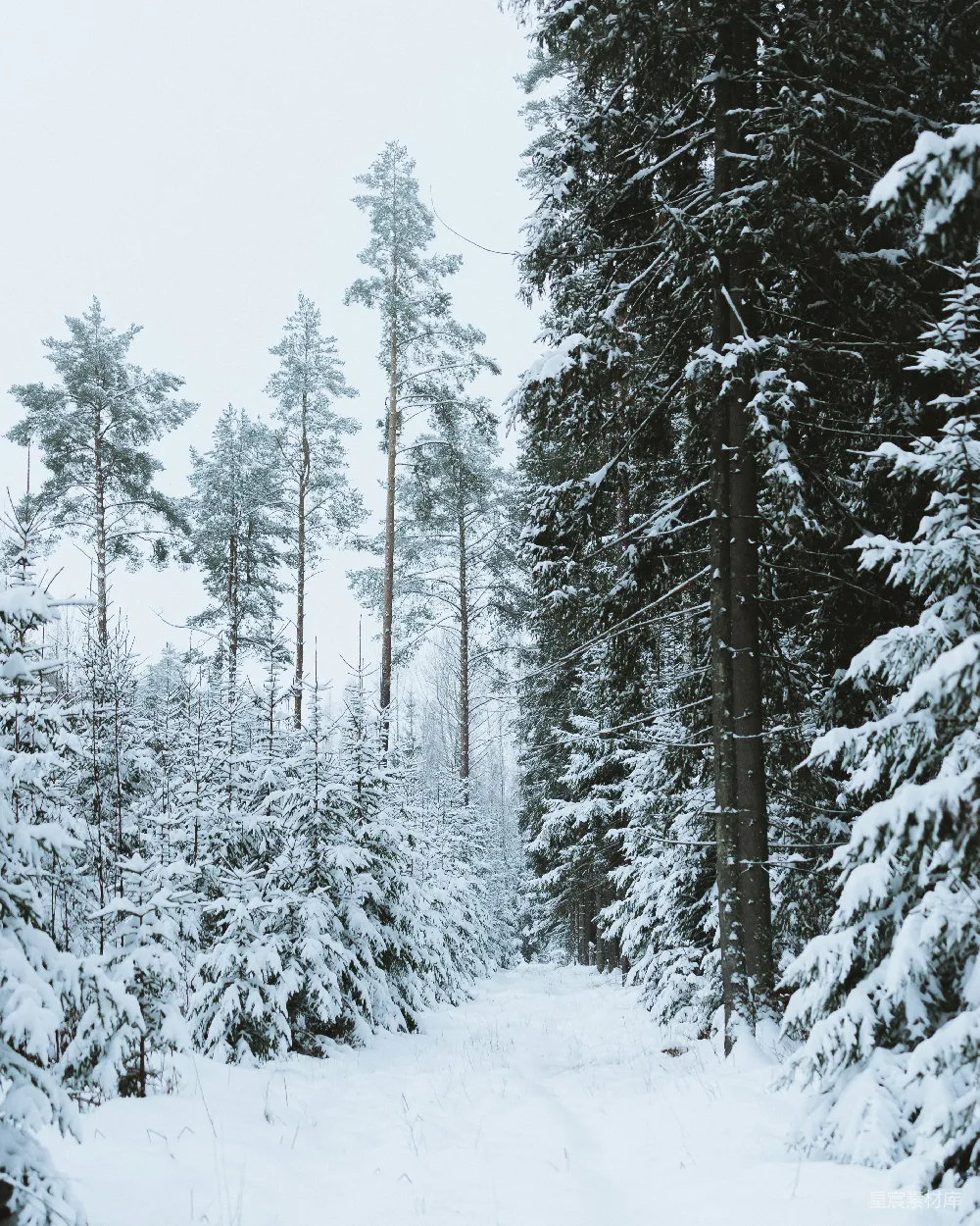高清摄影 冬季 雪景 森林 自然 宁静 冬日雪林小径