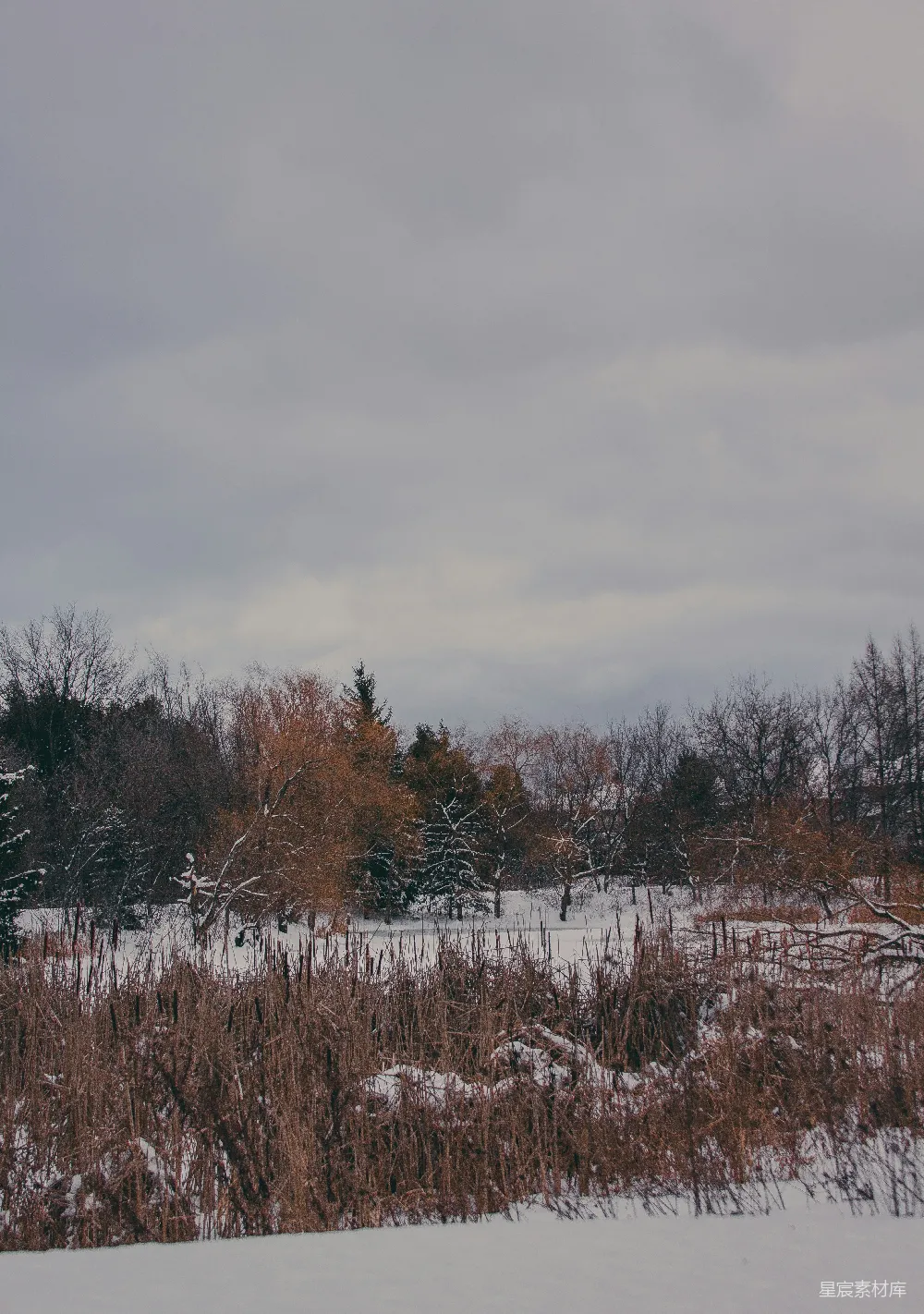 高清摄影 冬景 自然 静谧 雪地 树木 冬日雪景下的静谧森林