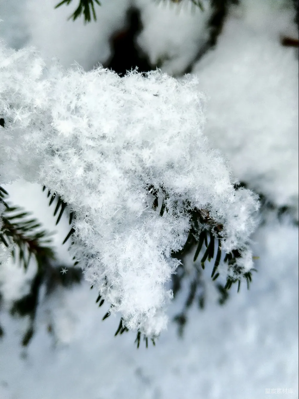 高清摄影 雪景 自然 冬日 松树 纯净 雪覆松枝