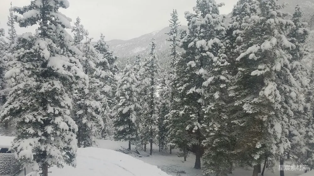 高清摄影 雪景 松树 冬季 自然风光 宁静 雪后的松林