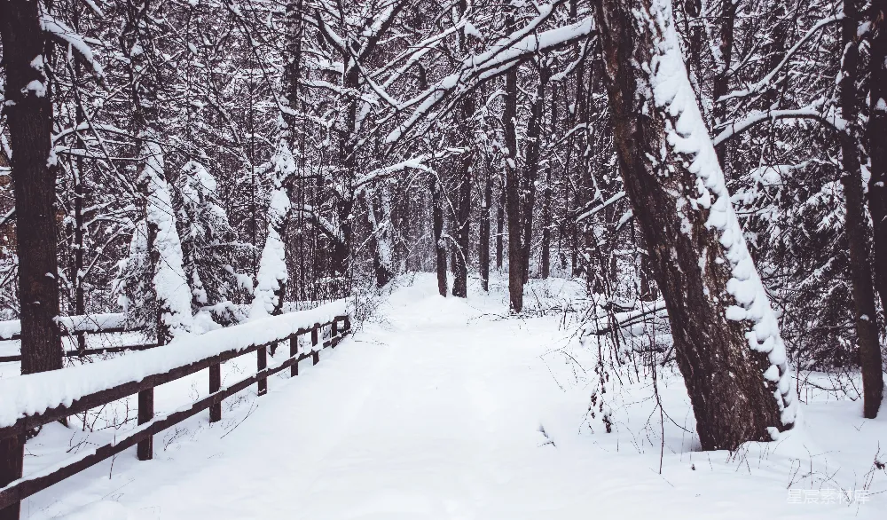 高清摄影 雪景 木桥 冬季 自然风光 宁静 冬日雪景中的木桥