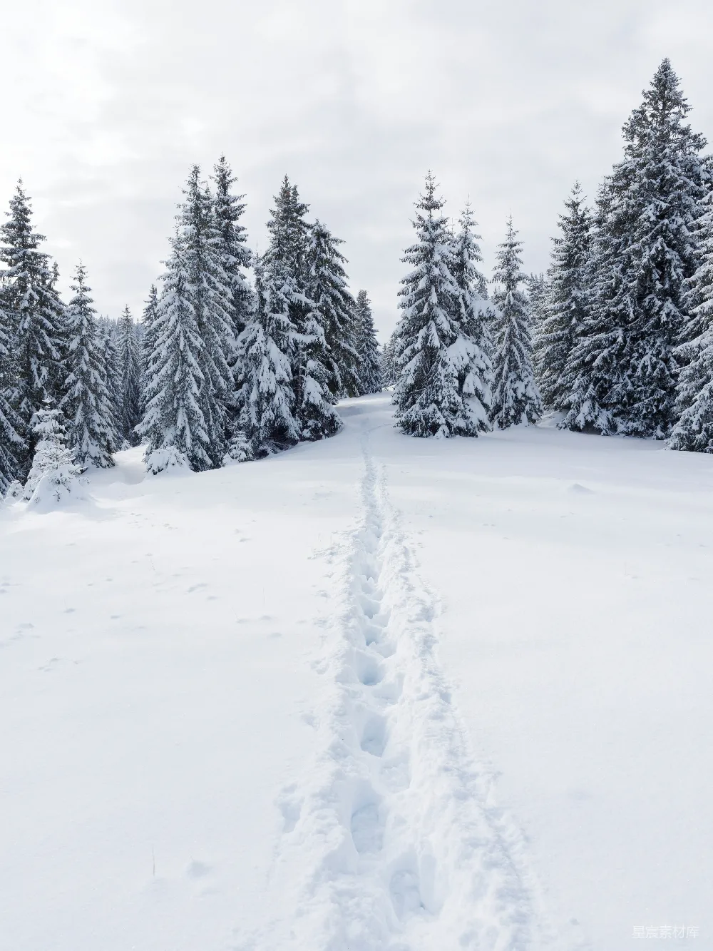 高清摄影 雪景 森林 足迹 冬季 自然 雪地小径