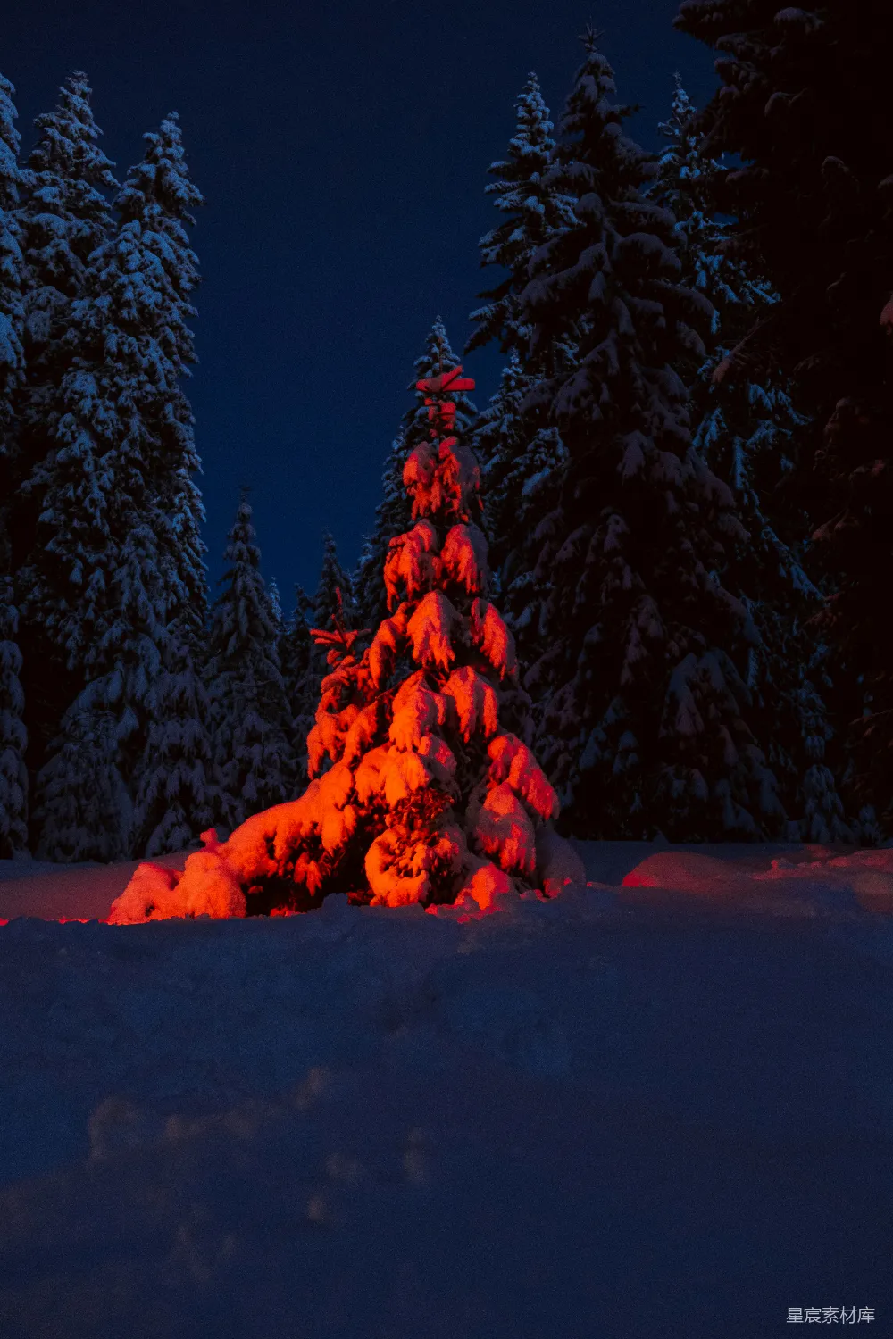 高清摄影 雪景 夜景 自然风光 森林 冬日 夜色中的雪松