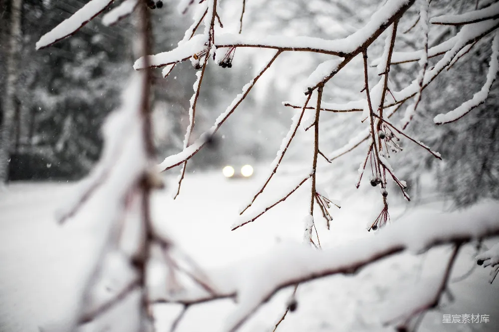 高清摄影 雪景 冬季 自然 宁静 雪地 雪中的静谧自然