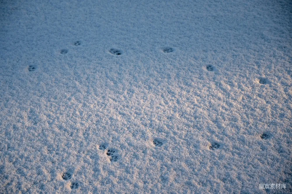 高清摄影 雪地 动物足迹 自然景象 冬季 宁静 雪地上的足迹