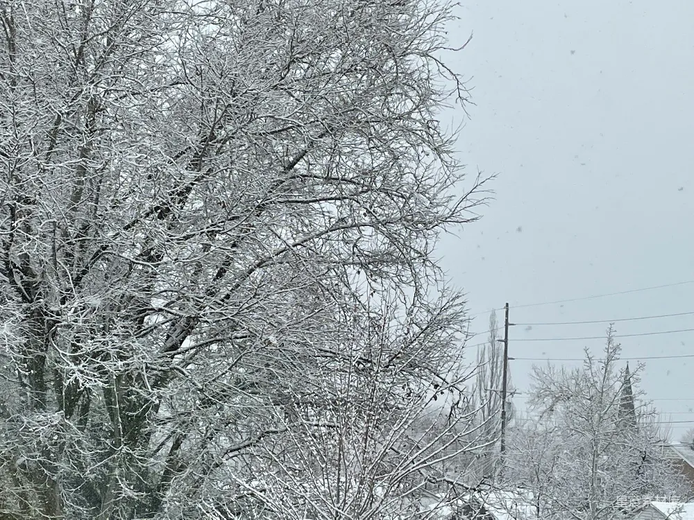 高清摄影 冬季 雪景 自然 树木 宁静 冬日雪景中的树木
