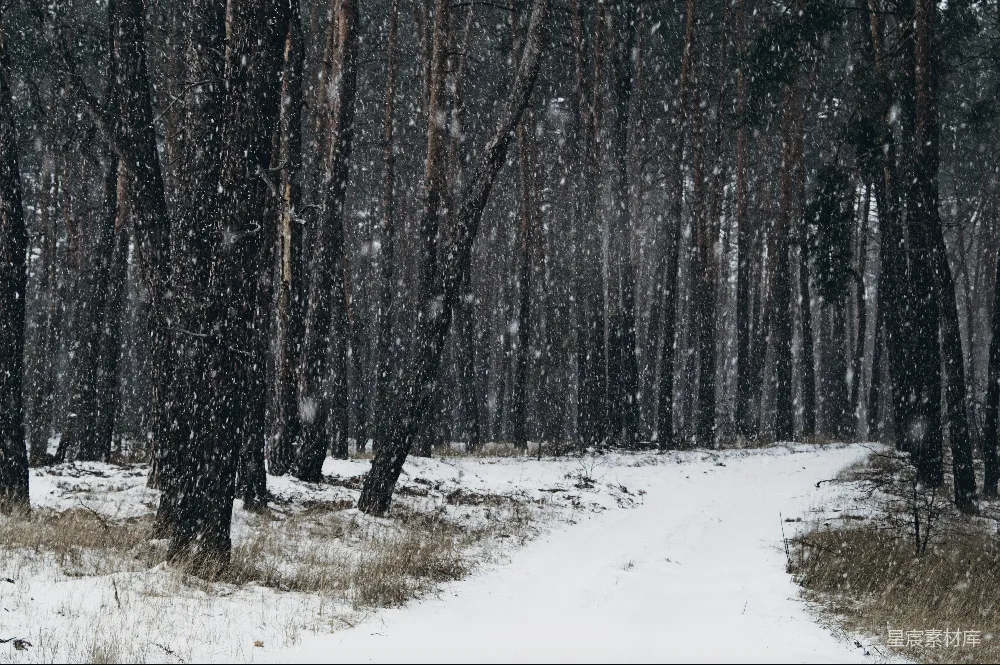 高清摄影 冬季 雪景 森林 小路 宁静 雪中的森林小径