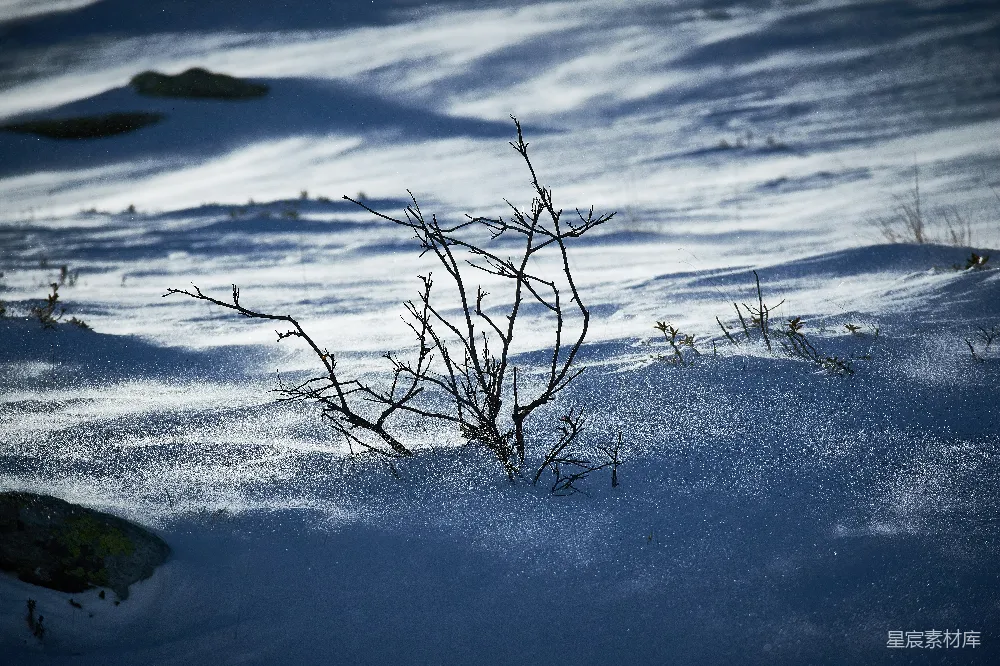 高清摄影 雪景 冬季 自然 孤独 宁静 雪地中的枯枝