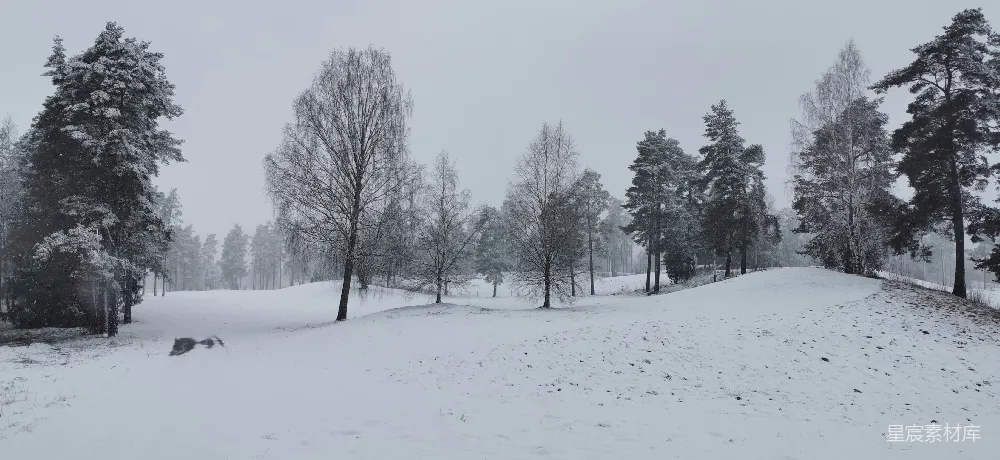 高清摄影 雪景 森林 冬季 自然 宁静 冬日森林雪景