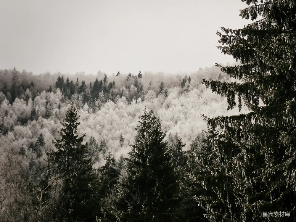 高清摄影 冬景 森林 自然 宁静 雪景 冬日松林