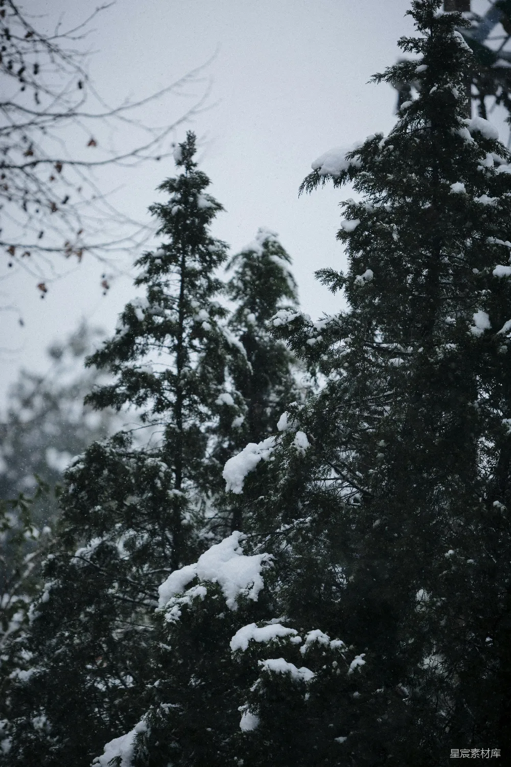 高清摄影 雪景 冬季 自然 松树 宁静 冬日松林雪景
