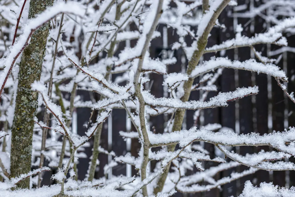 高清摄影 冬季 雪景 自然 树枝 宁静 冬日雪景中的树枝