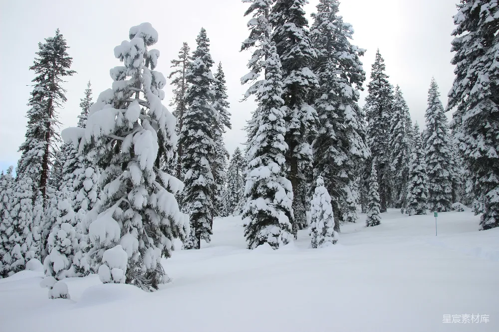 高清摄影 雪景 森林 冬季 自然风光 宁静 雪后的松树林