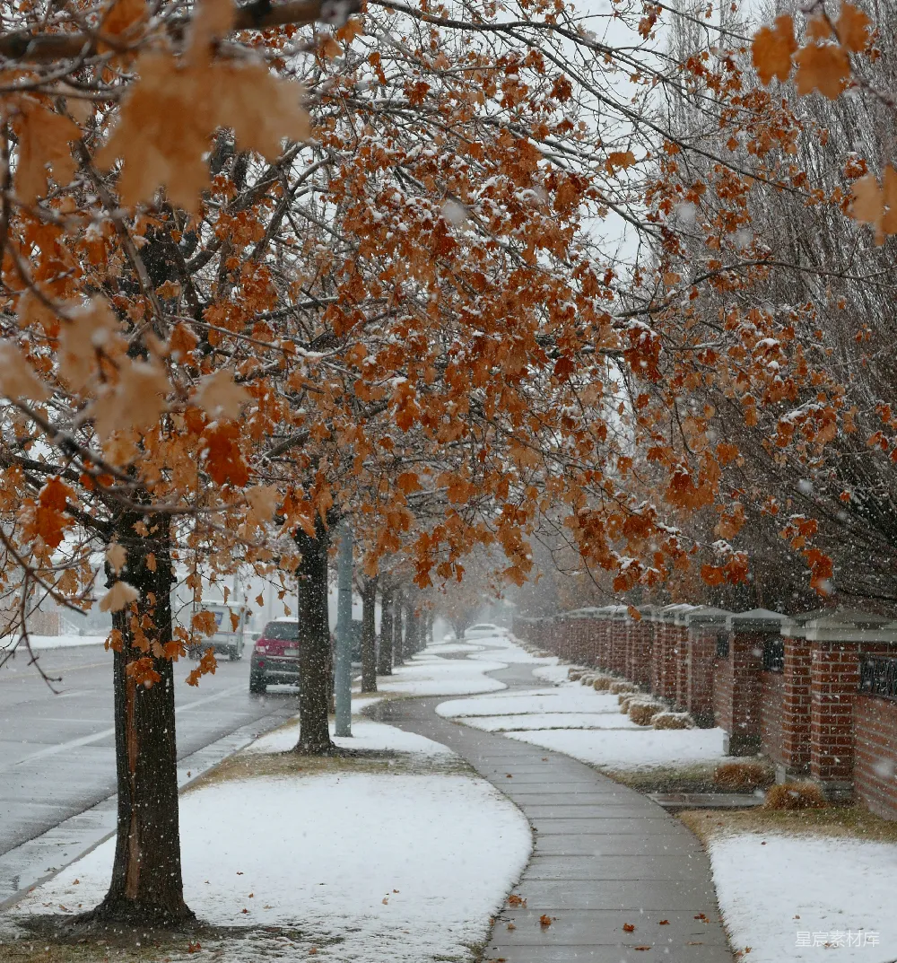 高清摄影 雪景 秋日 宁静 城市 自然 雪中落叶的街道