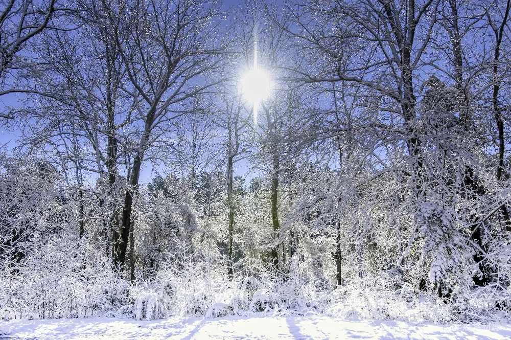 高清摄影 冬季 自然风光 雪景 阳光 森林 冬日阳光下的雪林