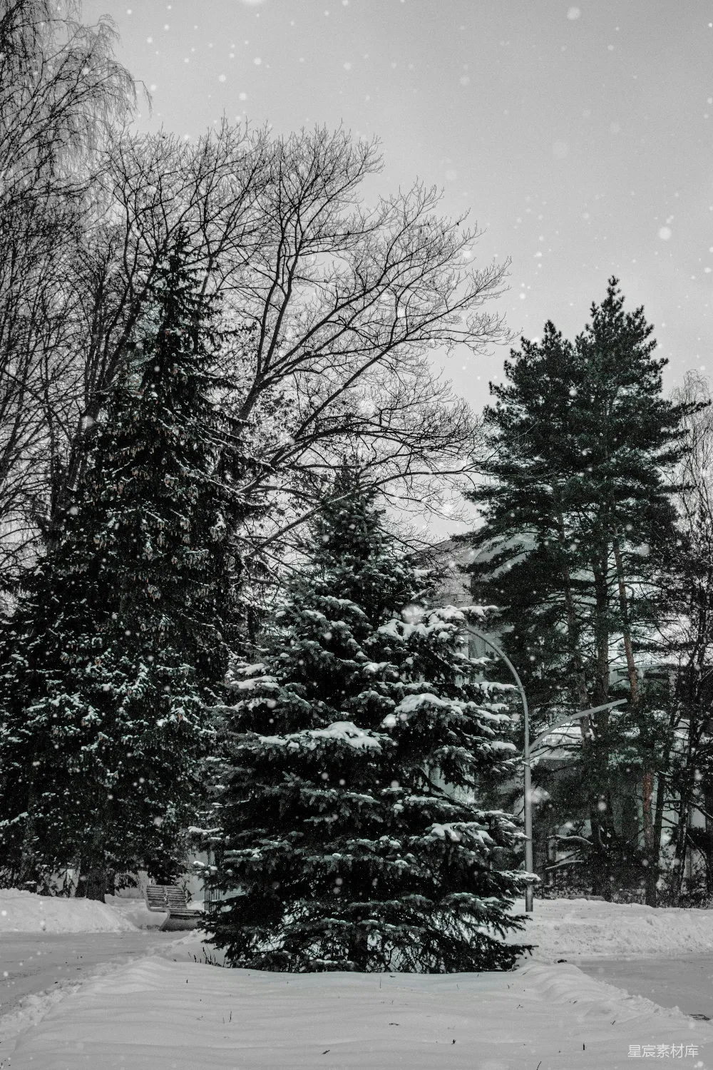 高清摄影 冬景 雪景 松树 自然 宁静 冬日雪景中的松树林