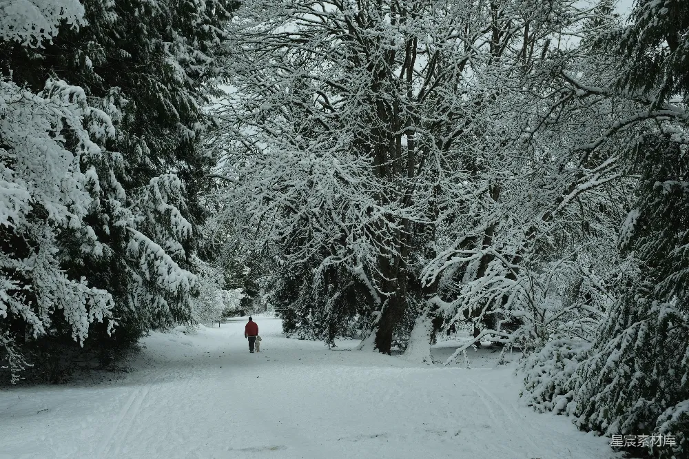 高清摄影 雪景 森林 冬季 宁静 自然 冬日雪景中的宁静小径