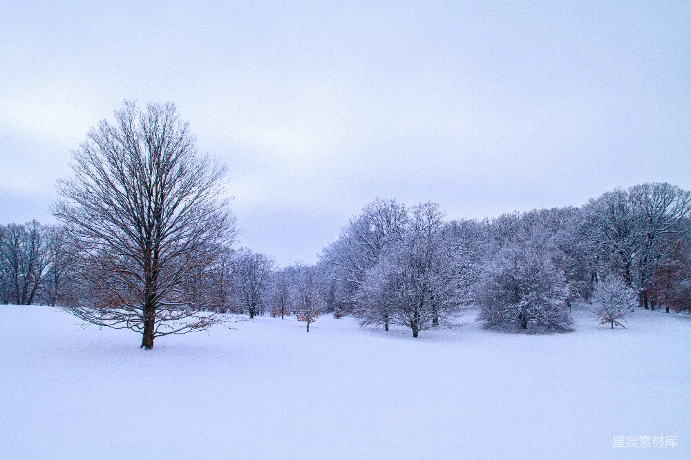 高清摄影 雪景 冬季 自然 风景 静谧 冬日雪景中的孤树