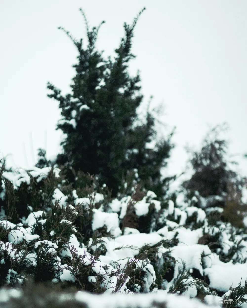 高清摄影 冬季 自然 雪景 户外 宁静 雪中的松树