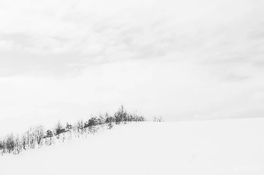 高清摄影 雪景 冬日 宁静 自然 黑白 雪地中的静谧风景