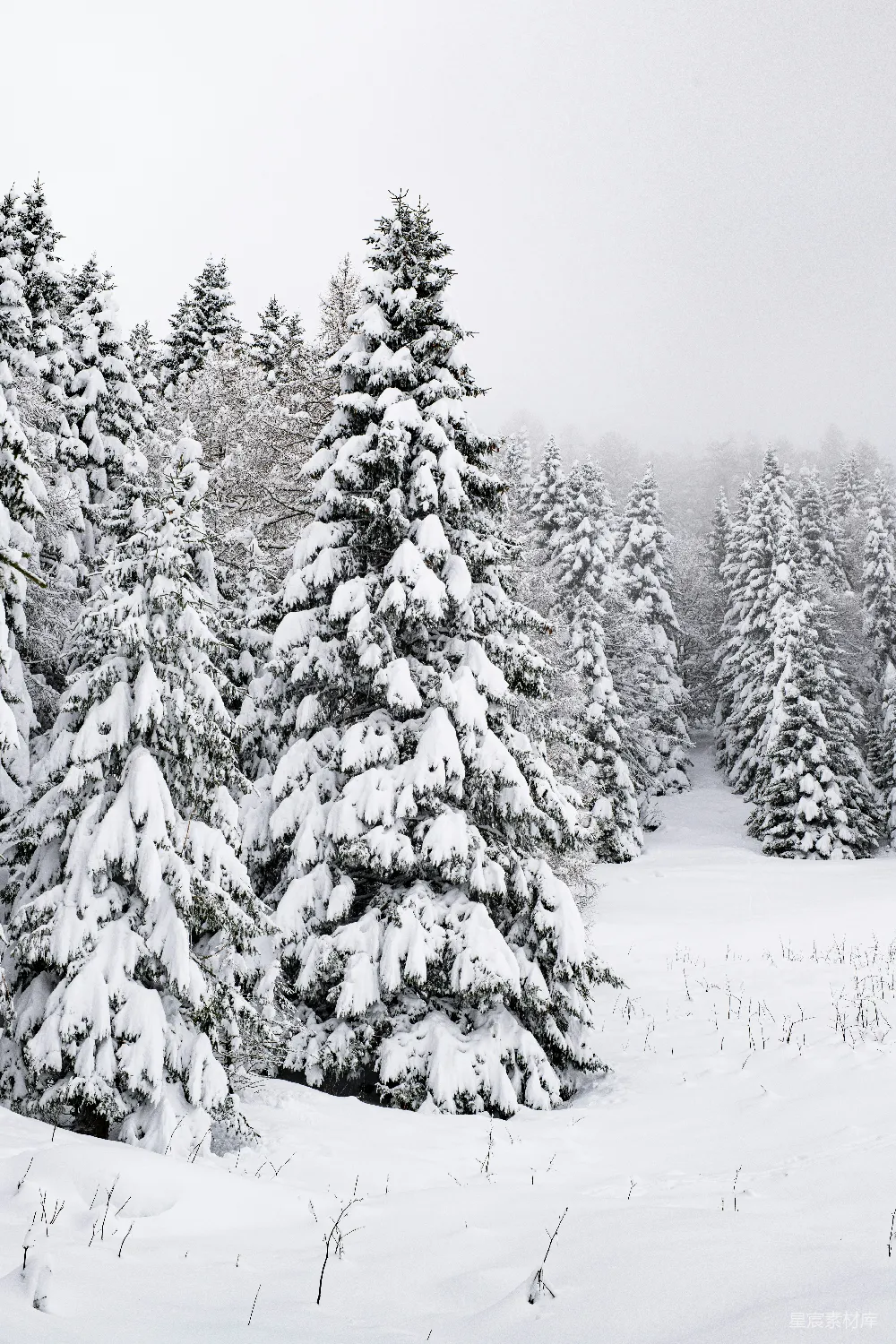 高清摄影 雪景 冬季 自然 森林 宁静 雪后的松树林