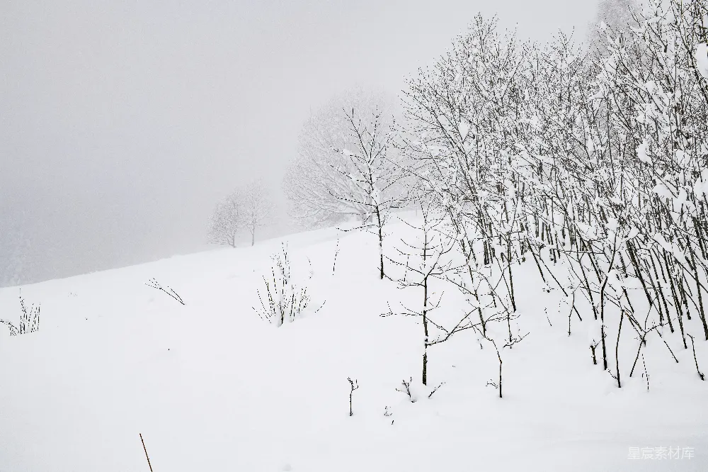 高清摄影 雪景 冬季 自然 宁静 户外 冬日雪景