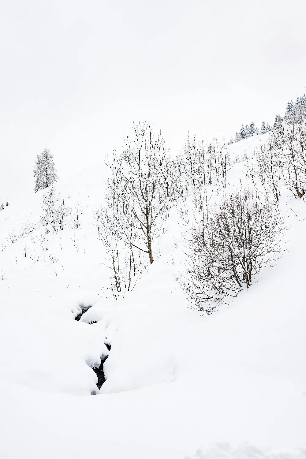 高清摄影 雪景 自然 冬季 溪流 宁静 雪中的小溪