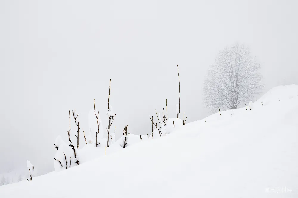 高清摄影 雪景 冬季 自然 宁静 户外 雪地中的冬日静谧