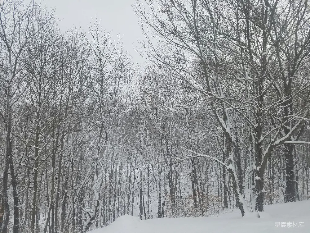 高清摄影 雪景 冬季 自然风光 森林 宁静 冬日森林雪景