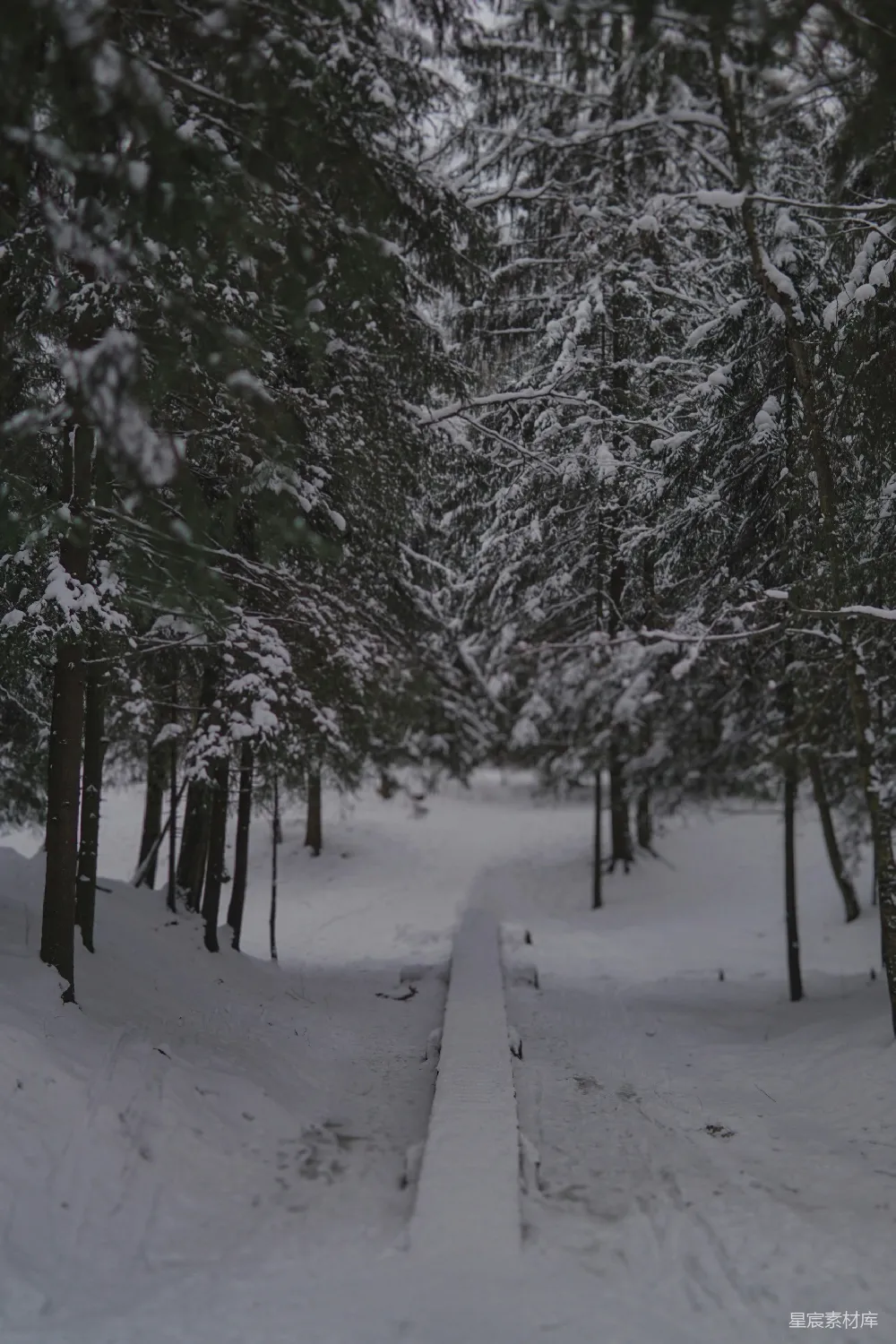 高清摄影 冬季 森林 雪景 自然 宁静 雪中的林间小道
