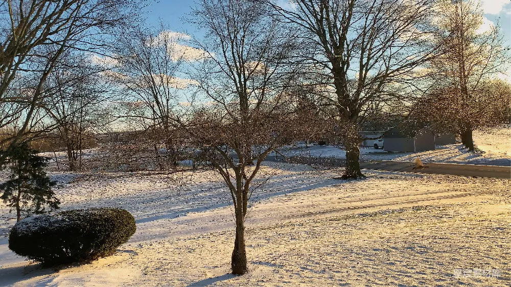 高清摄影 冬日 雪景 晨曦 自然 宁静 冬日晨曦下的雪景