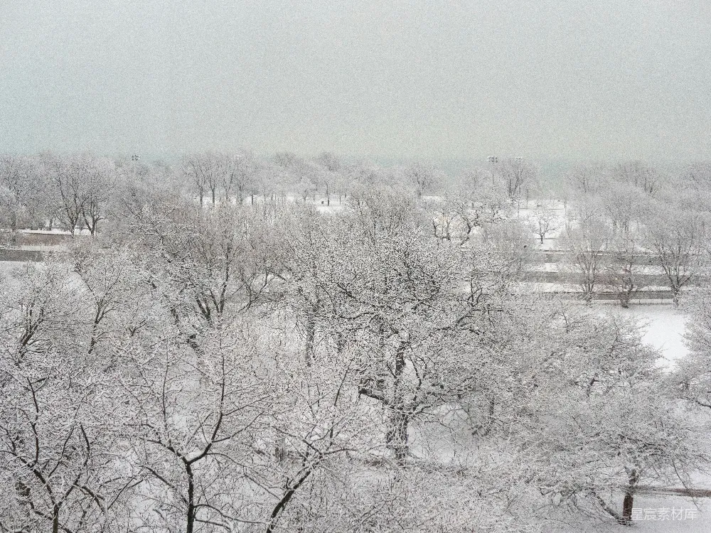 高清摄影 雪景 冬季 自然风光 静谧 森林 雪后静谧的林间